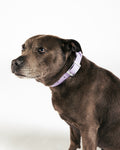 Waterproof Hondenhalsband - Lilac - UNBORINGBYPIP