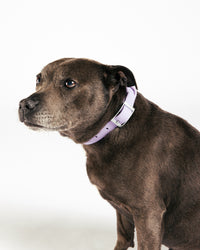 Waterproof Hondenhalsband - Lilac - UNBORINGBYPIP