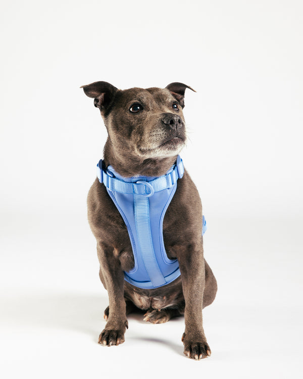Moonlight Blue Dog Harness by UNBORINGBYPIP