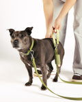 Waterproof Hondenhalsband - Moss - UNBORINGBYPIP