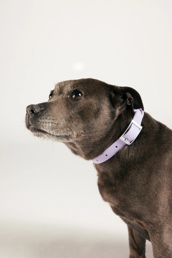 Unboring Waterproof Hondenhalsband - Lilac