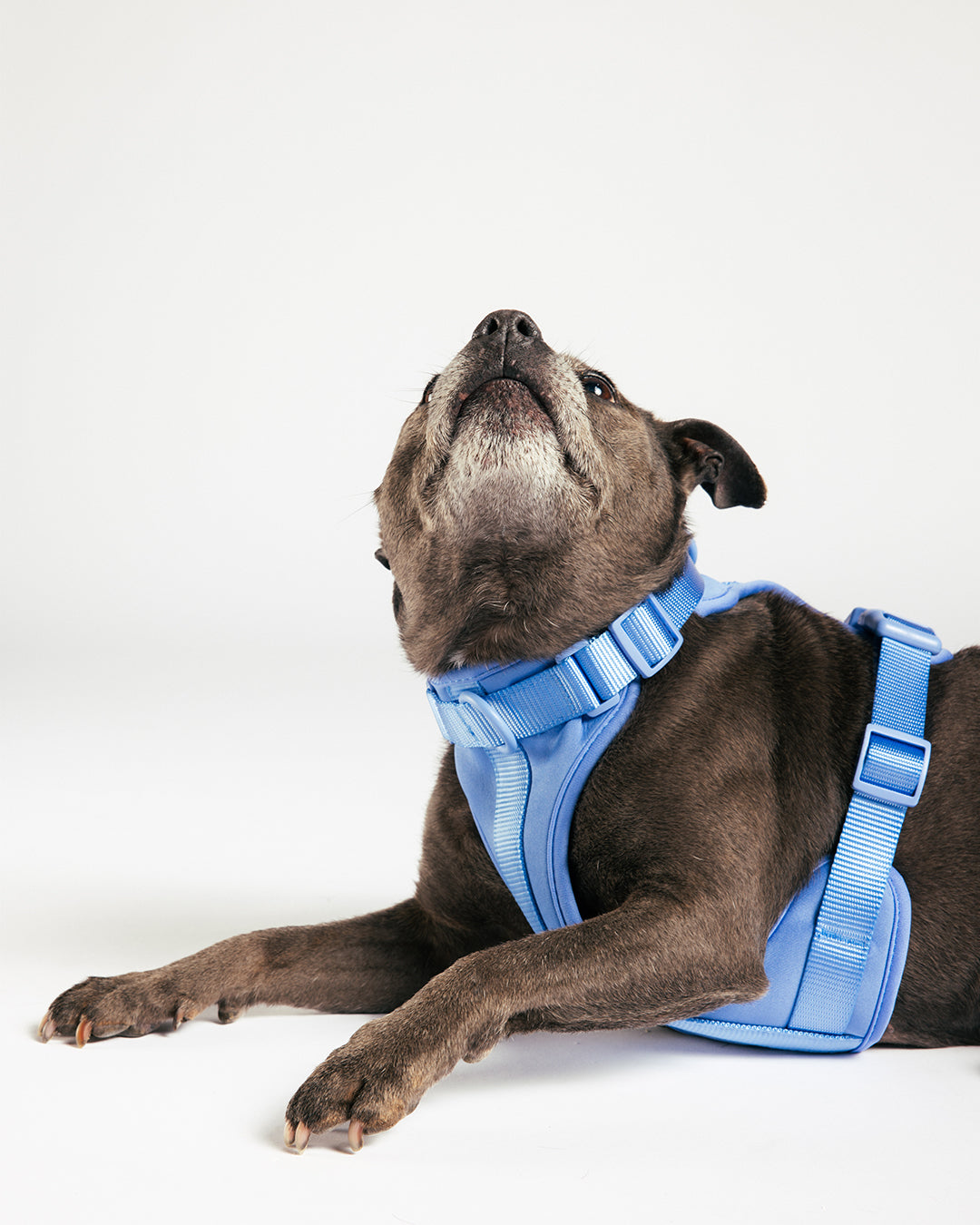 Designed for dogs that <em>love the outdoors.</em>