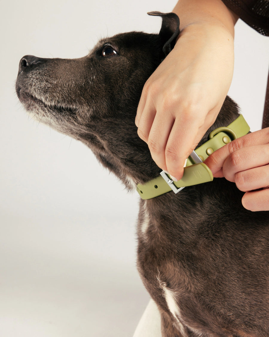 Handsfree Collar Walking Kit