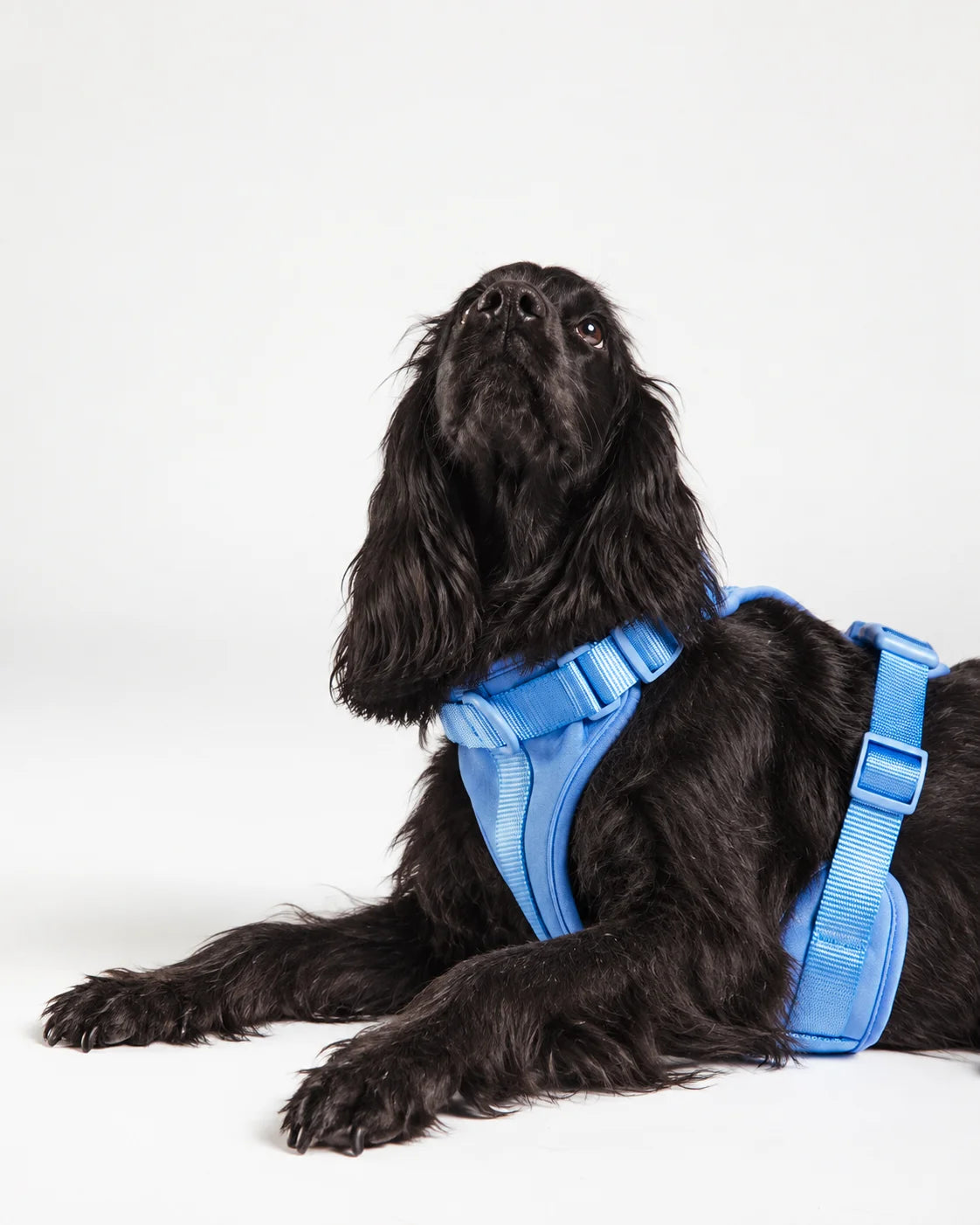 Für Hunde gemacht, die <em>draußen zu Hause sind.</em>