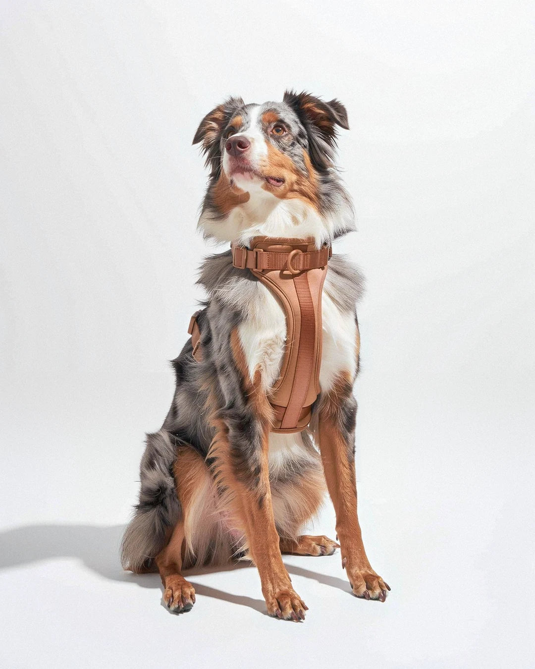 Cushioned Dog Harness - Cocoa - worn by dog