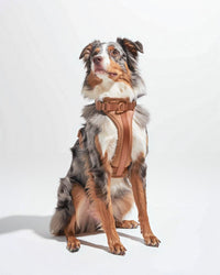 Harnais rembourré pour chien - Cocoa - porté par le chien