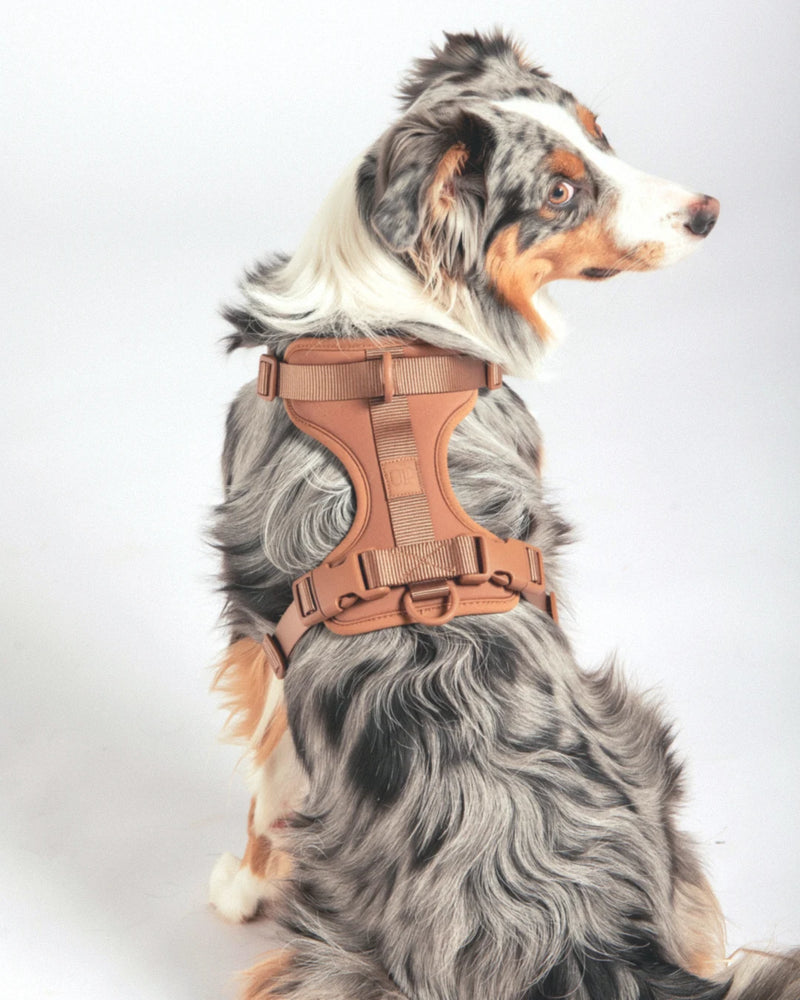 Cushioned Dog Harness - Cocoa - back view on dog