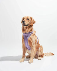 Harnais rembourré pour chien - Lilac - porté par le chien