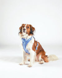 Harnais rembourré pour chien - Moonlight Blue - porté par le chien