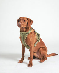 Harnais rembourré pour chien - Moss - porté par le chien