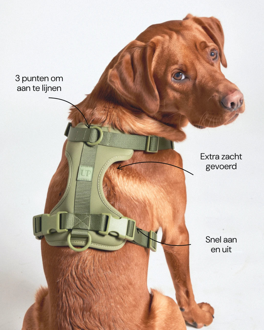 Arnés acolchado para perro - Moss - características