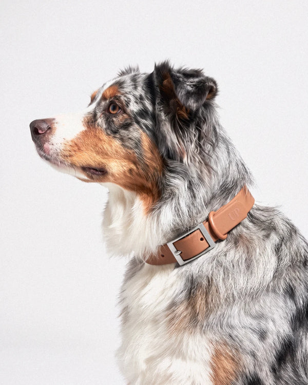 Collare impermeabile per cani - Cocoa - indossata dal cane