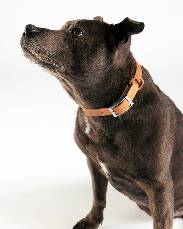 Cocoa Waterproof Dog Collar by UNBORINGBYPIP