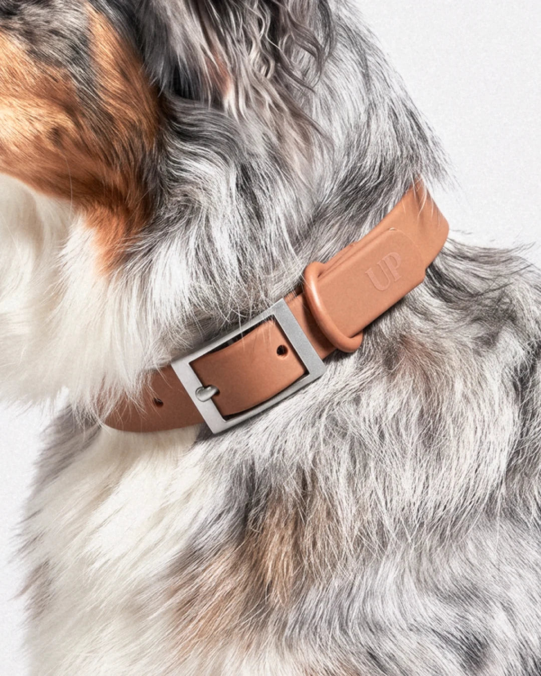Collier imperméable pour chien - Cocoa - porté par le chien, gros plan