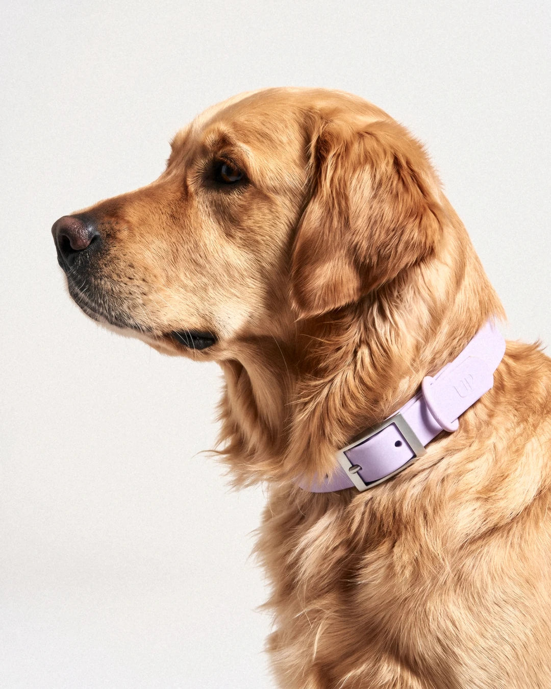 Collier imperméable pour chien - Lilac - porté par le chien