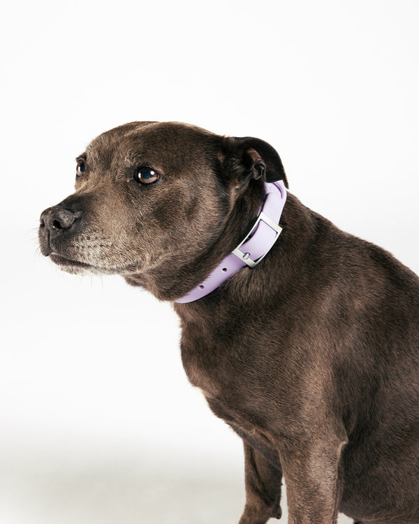 Lilac Waterproof Dog Collar by UNBORINGBYPIP