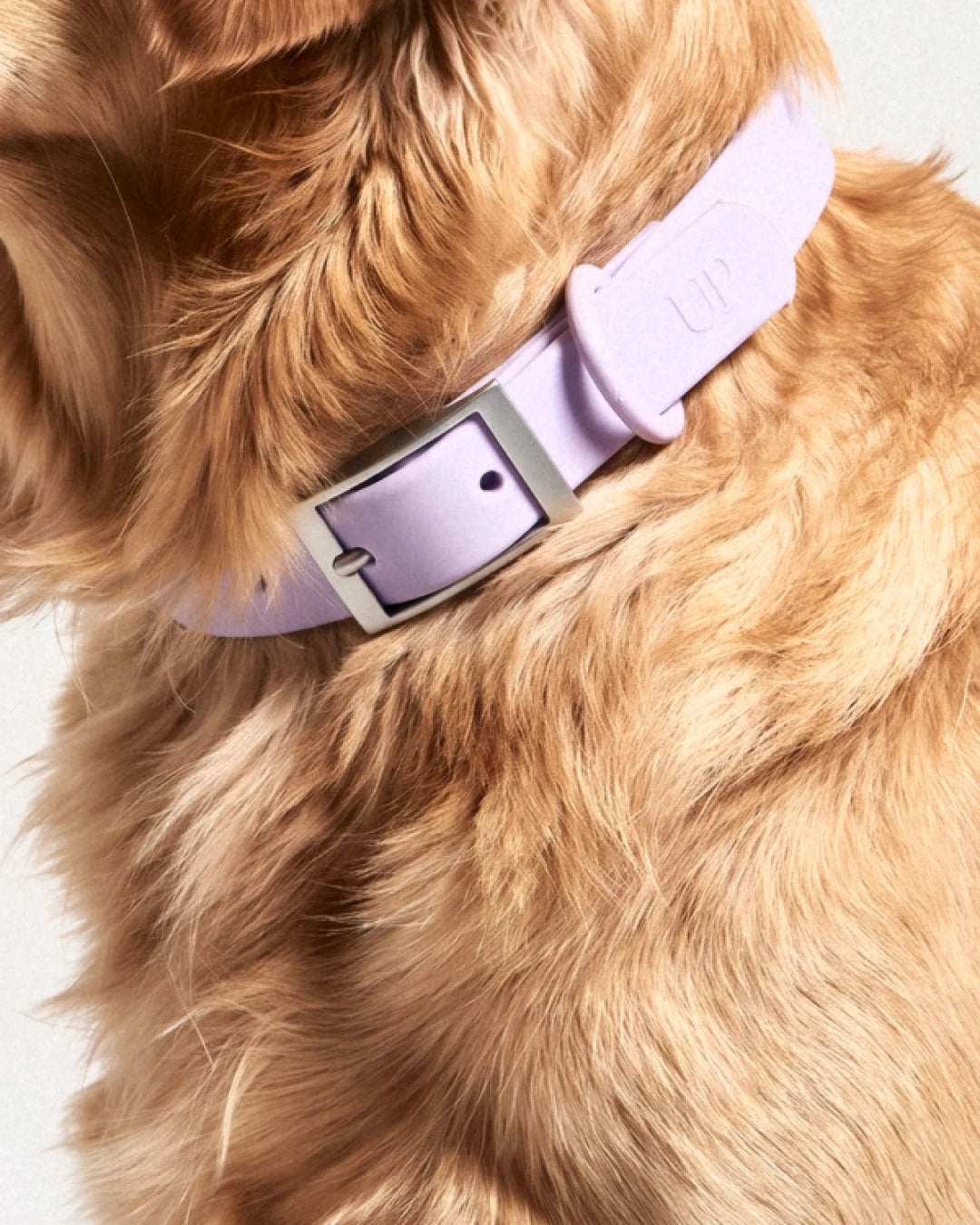 Collier imperméable pour chien - Lilac - porté par le chien, gros plan