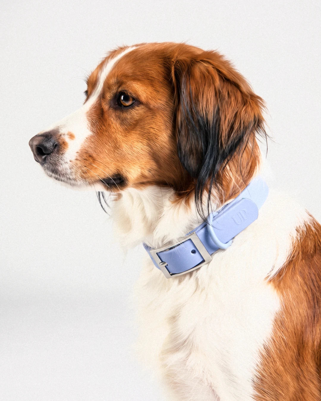 Collier imperméable pour chien - Moonlight Blue - porté par le chien