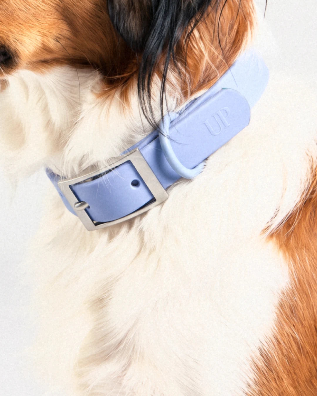 Wasserdichtes Hundehalsband - Moonlight Blue - am Hund getragen, Nahaufnahme