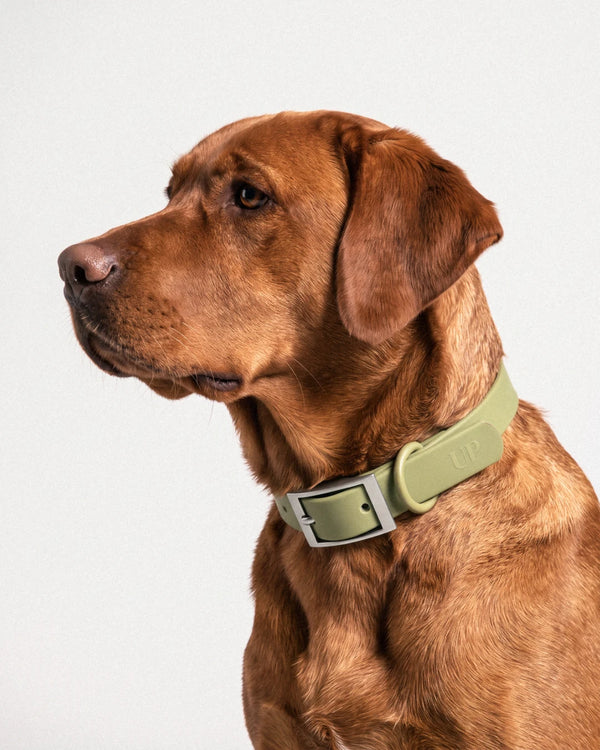 Wasserdichtes Hundehalsband - Moss - am Hund getragen