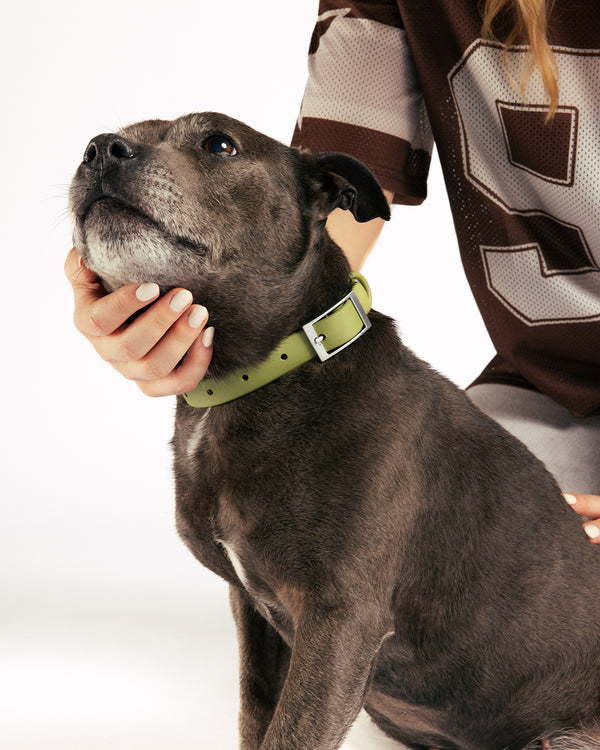 Moss Waterproof Dog Collar by UNBORINGBYPIP