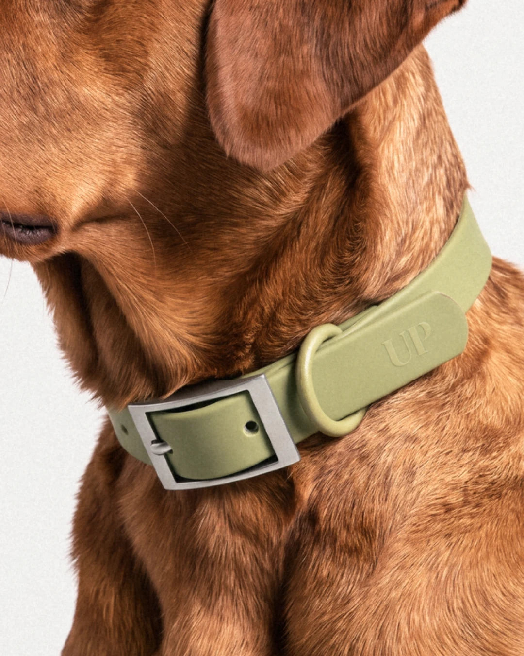 Collier imperméable pour chien - Moss - porté par le chien, gros plan