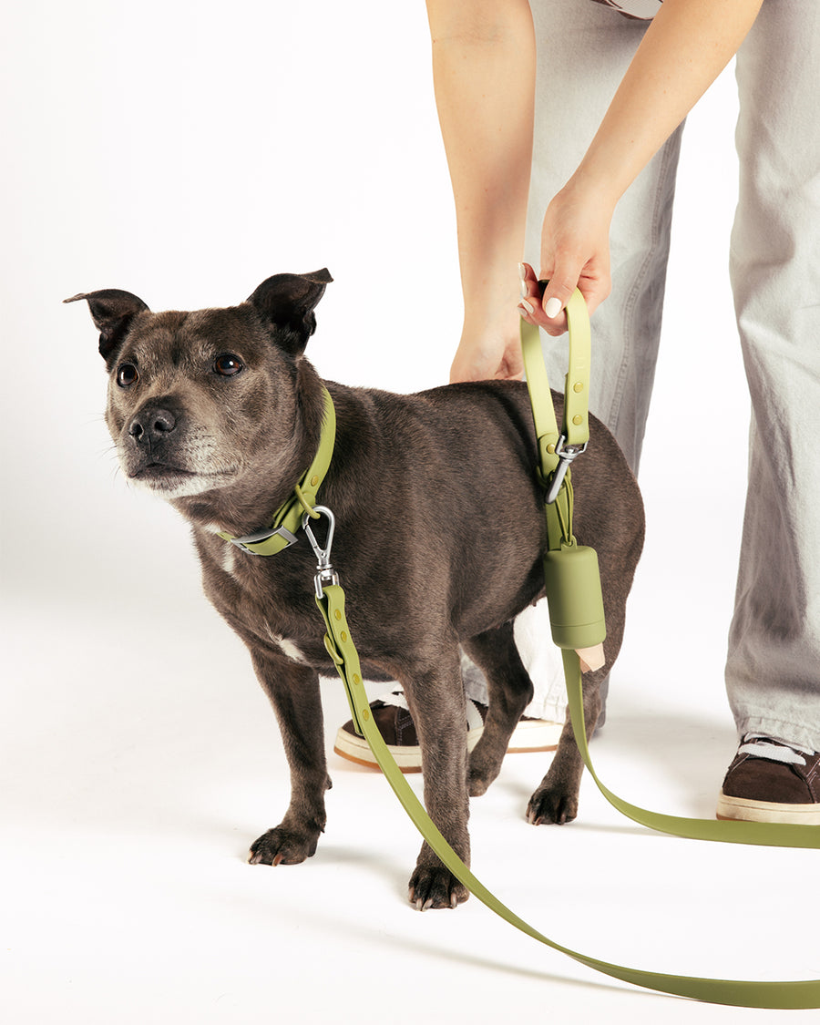 Moss Waterproof Dog Collar by UNBORINGBYPIP