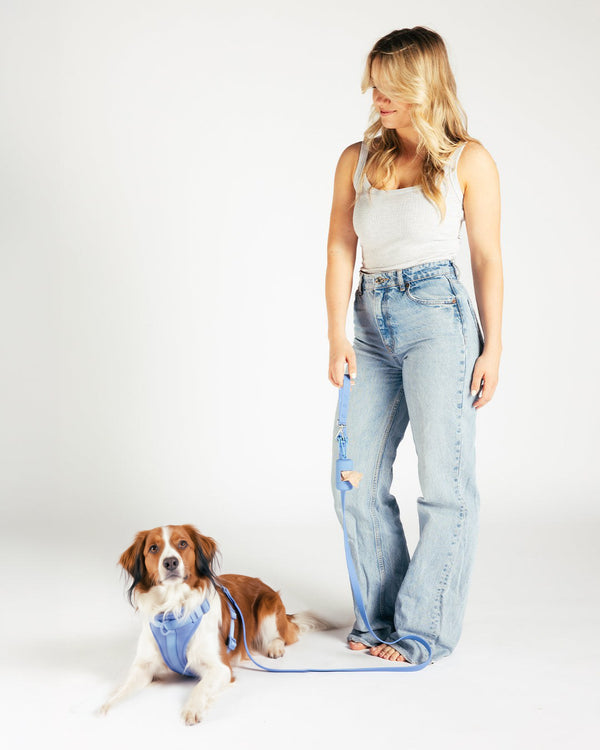 Correa impermeable para perro - Moonlight Blue - puesto en el perro